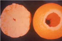 orange2 1