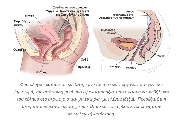 endopyelika organa